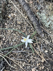 Leucocrinum montanum