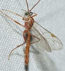 Netelia ornata
