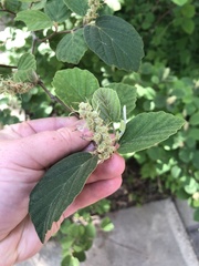 Fothergilla gardenii