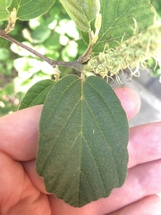 Fothergilla gardenii