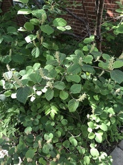 Fothergilla gardenii