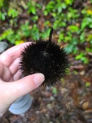 Apeiba tibourbou