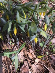 Uvularia grandiflora
