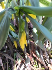 Uvularia grandiflora