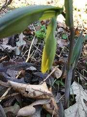 Uvularia grandiflora