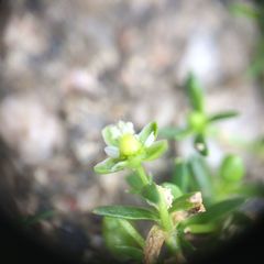 Sagina procumbens
