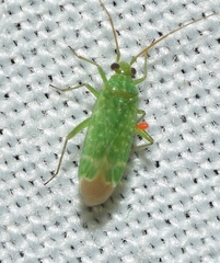Orthotylus flavosparsus