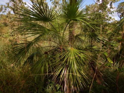 Livistona humilis R.Br.