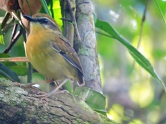 Conopophaga melanops