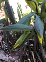 Uvularia grandiflora