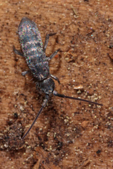 Pogonognathellus bidentatus