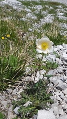 Pulsatilla