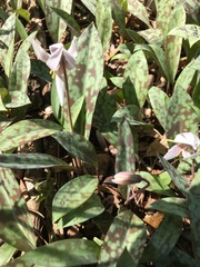 Erythronium albidum