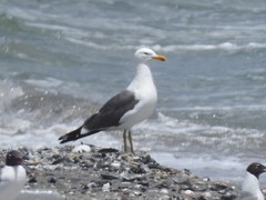 Larus argentatus × dominicanus