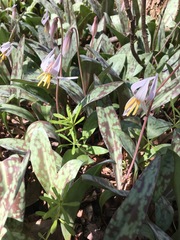 Erythronium albidum