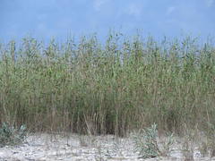Phragmites australis berlandieri