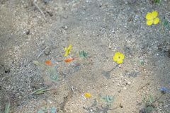 Camissonia kernensis