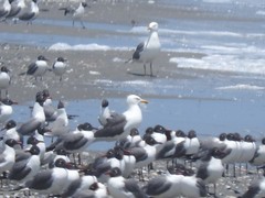 Larus argentatus × dominicanus