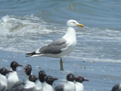 Larus argentatus × dominicanus