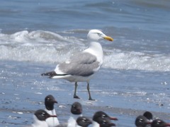 Larus argentatus × dominicanus