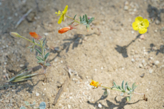 Camissonia kernensis