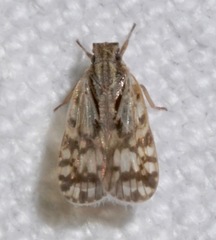 Bothriocera drakei