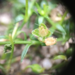 Sagina procumbens