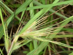 Themeda arguens