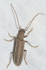 Sparedrus lencinae