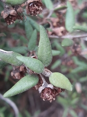 Myrceugenia rufa