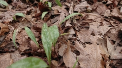 Erythronium rostratum