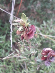 Myrceugenia rufa