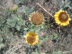 Helianthus laciniatus