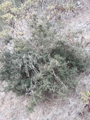Myrceugenia rufa