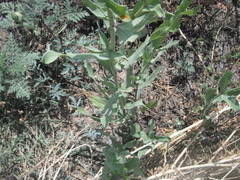 Helianthus laciniatus