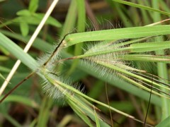 Themeda arguens