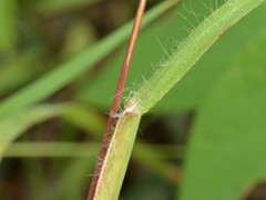 Themeda arguens