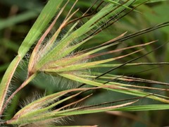 Themeda arguens