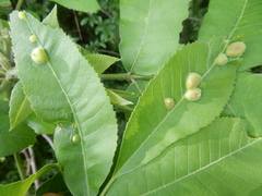 Phylloxera notabilis