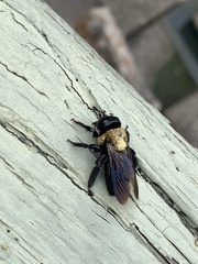 Xylocopa virginica