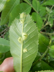 Phylloxera notabilis