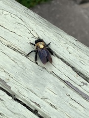 Xylocopa virginica