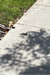 Sceloporus occidentalis