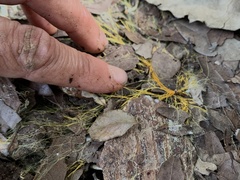 Hydnophlebia