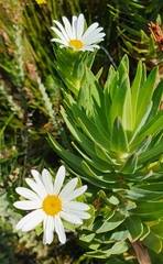 Osmitopsis asteriscoides