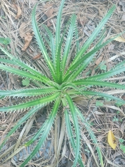 Eryngium proteiflorum