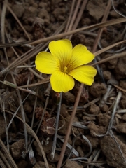 Oxalis perdicaria