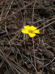 Oxalis perdicaria