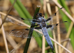 Libellula nodisticta