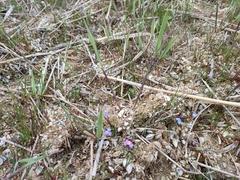 Myosotis rehsteineri